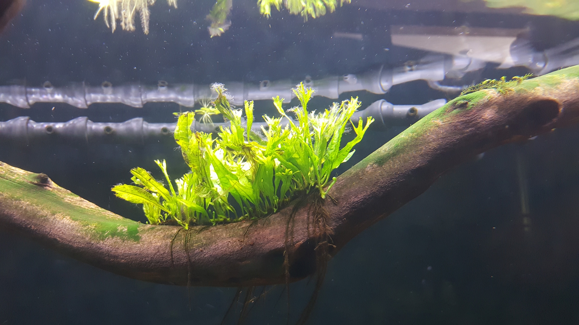 BBA or Staghorn Algae ID Algae Aquatic Plant Central